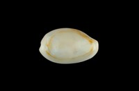 藏品(金環寶螺)的圖片